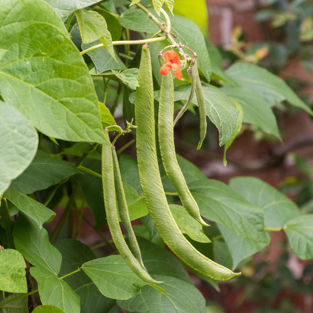 Runner Bean Seeds – Organic Heirloom Climbing Beans for Gardens