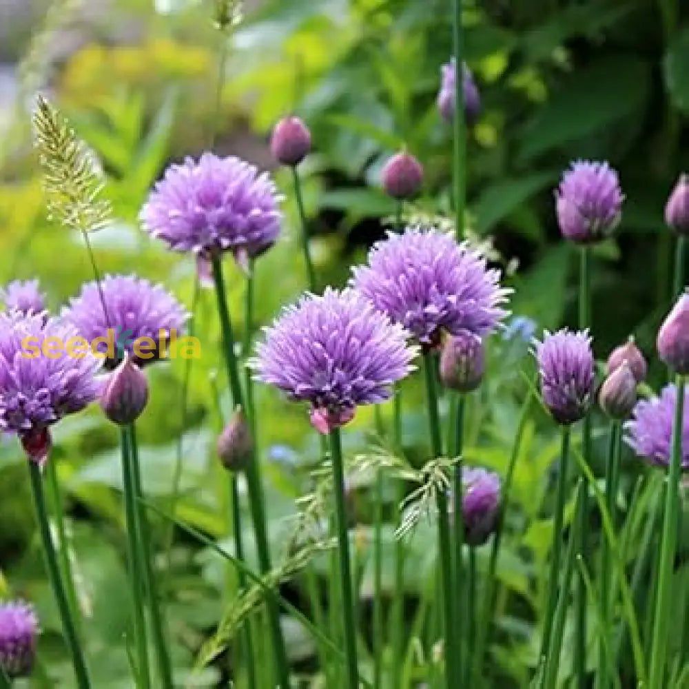 Rustic Ciboulette chive seeds for planting