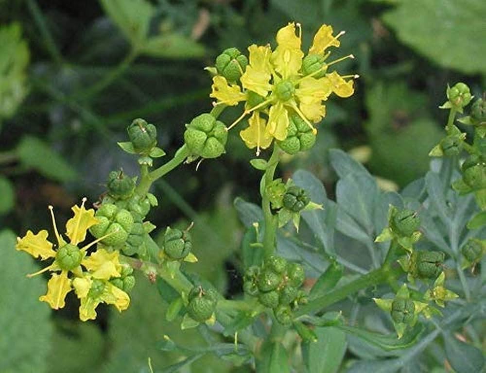 Ruta graveolens blue-green foliage grown from seeds