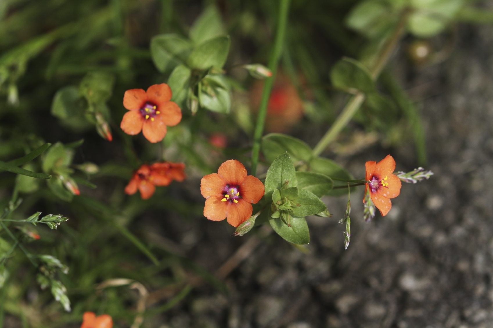 Orange Pimpernel Flower seeds for Planting - Hardy Variety, Heirloom & GMO Free Seeds for Home Garden