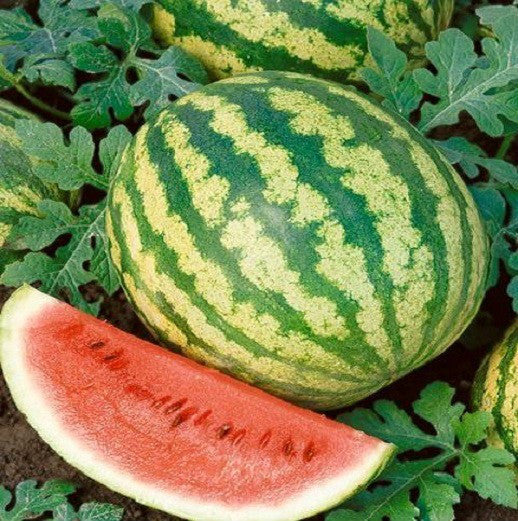 Crimson Sweet Watermelon (Citrullus lanatus) Fruit Melon Seeds Fruit Seeds for Home Gardens, Raised Beds & Outdoor Growing