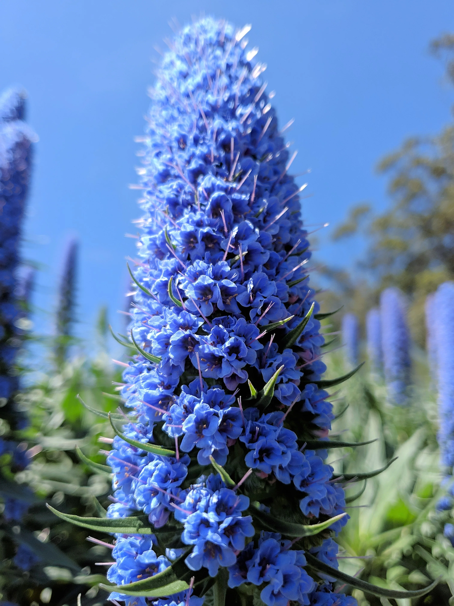 Madeira Flower seeds for Planting - Seasonal Bloomer, Heirloom & GMO Free Seeds for Home Garden