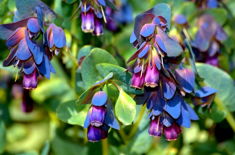 Blue Cerinthe Flower Seeds for Planting – Heirloom, Non-GMO, Compact Growth Garden Seeds