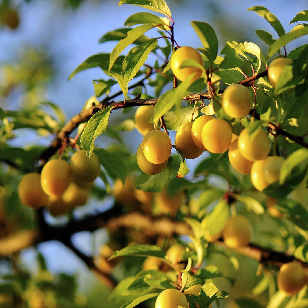 Mirabelle Plum Seeds for Fruit Planting  Perennial Spring Growth