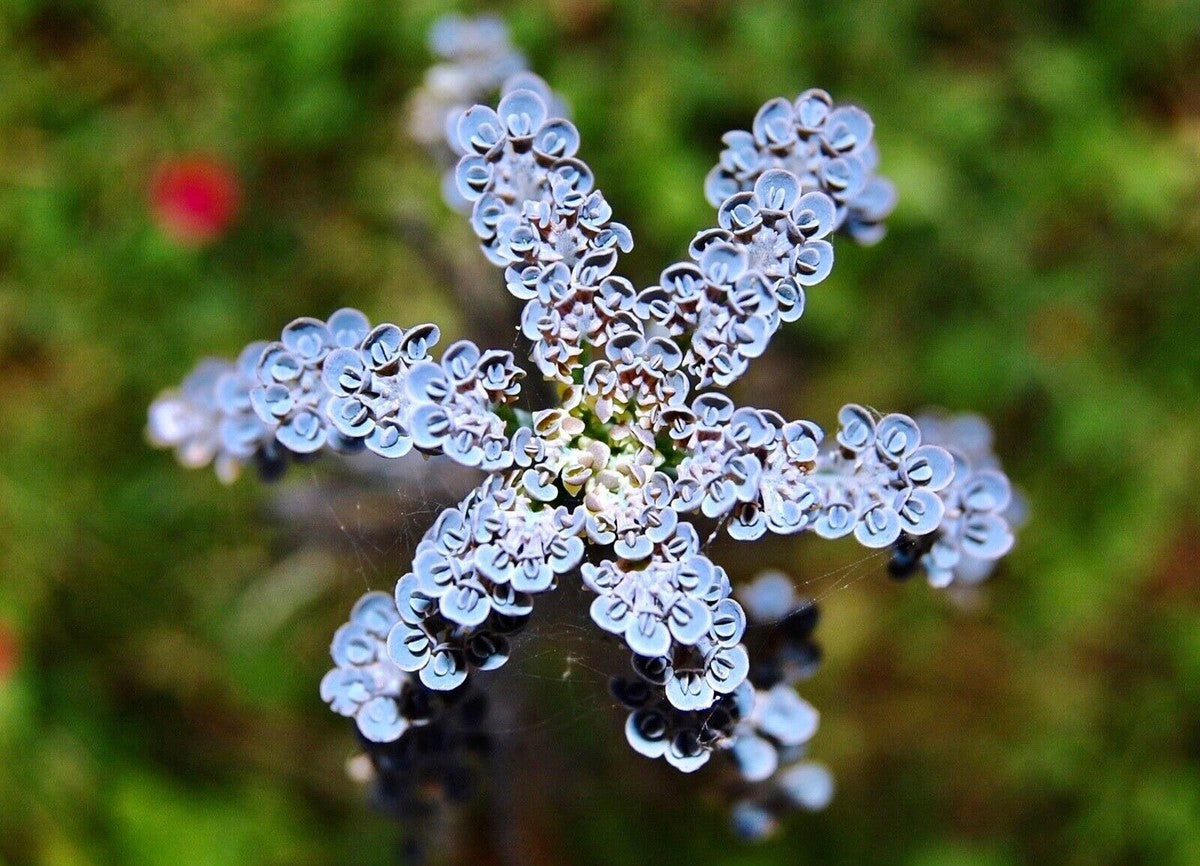 Kalanchoe Flower seeds for Planting - Cottage Garden Essential, Heirloom & GMO Free Seeds for Home Garden