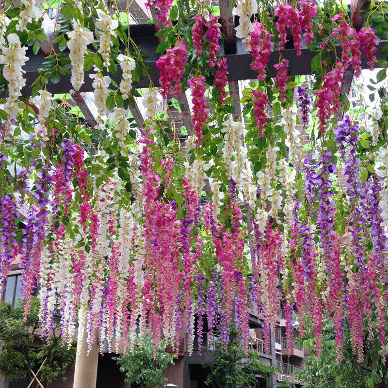 Mixed (Mixed Wisteria) seeds for planting in home garden