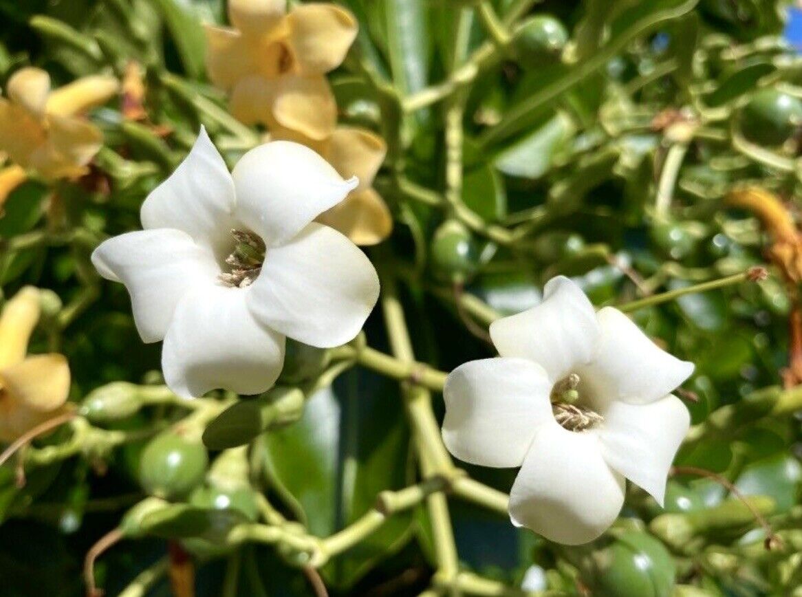 Fagraea (Fagraea Flower) seeds for planting in home garden