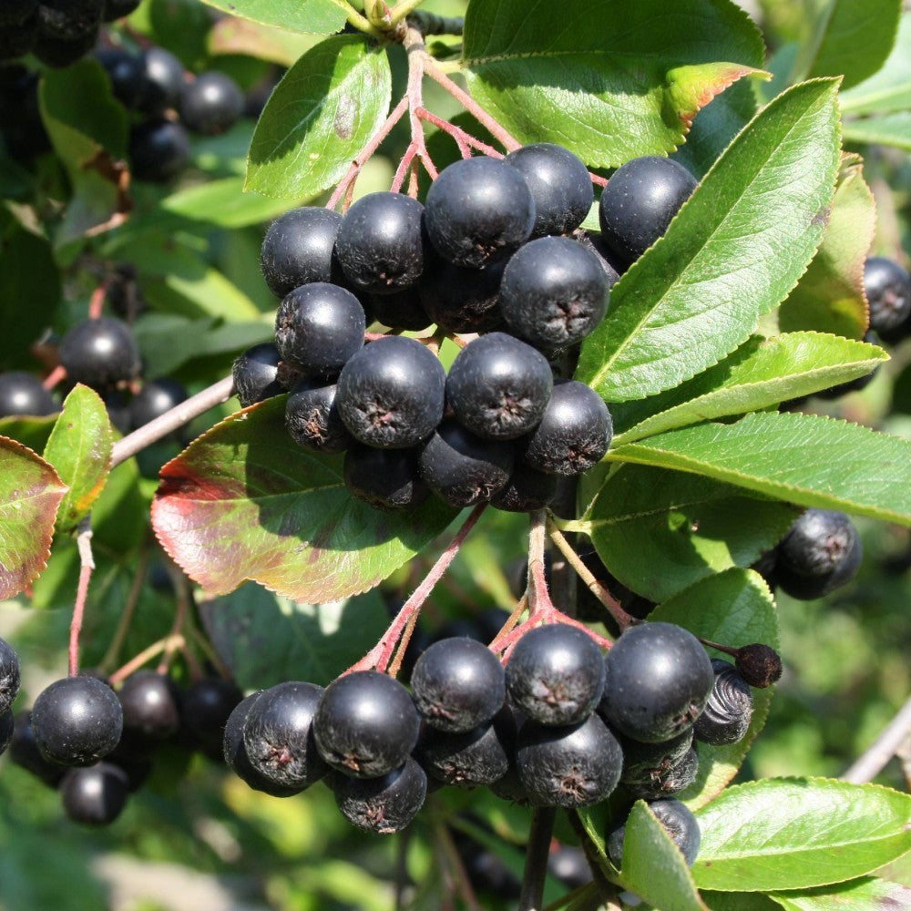 Black Myrtillus Fruit Planting Seeds Pack