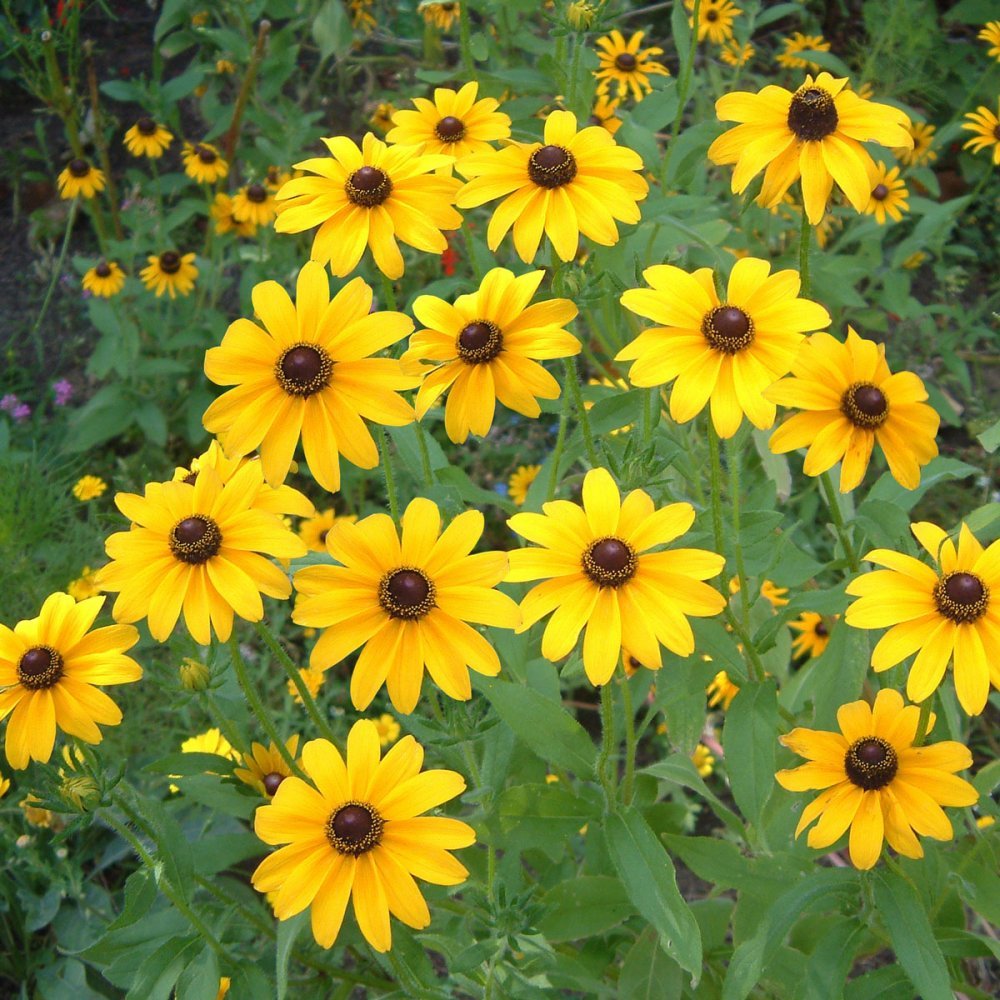Yellow Goldsturm Flower seeds for Planting - Fragrant Blossoms, Heirloom & GMO Free Seeds for Home Garden