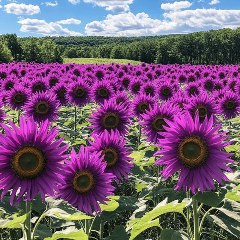 Purple Sunflower Flower seeds for Planting - Wildflower Mix, Heirloom & GMO Free Seeds for Home Garden