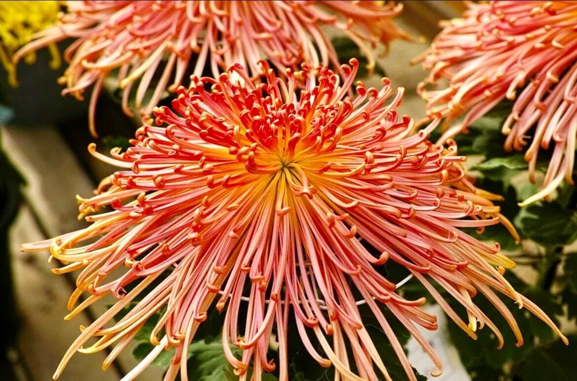 Japan Spider Chrysanthemums Seeds for Planting - Unique Floral Beauty