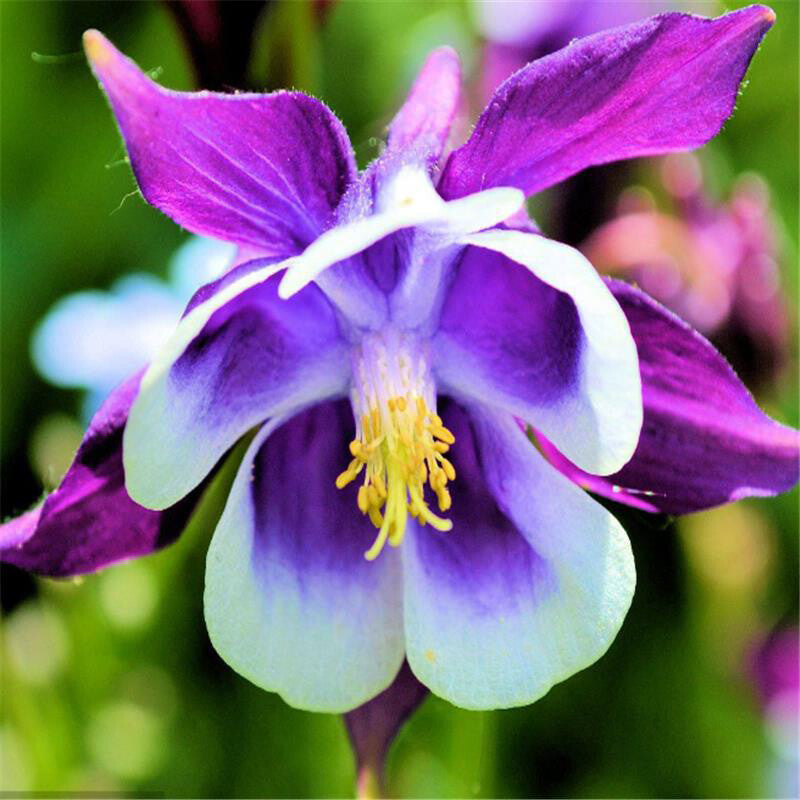 Purple Aquilegia Flower seeds for Planting - Easy to Grow, Heirloom & GMO Free Seeds for Home Garden