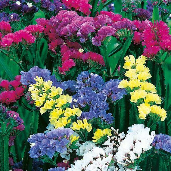Mixed Colors Lavender Flower seeds for Planting - Seasonal Bloomer, Heirloom & GMO Free Seeds for Home Garden