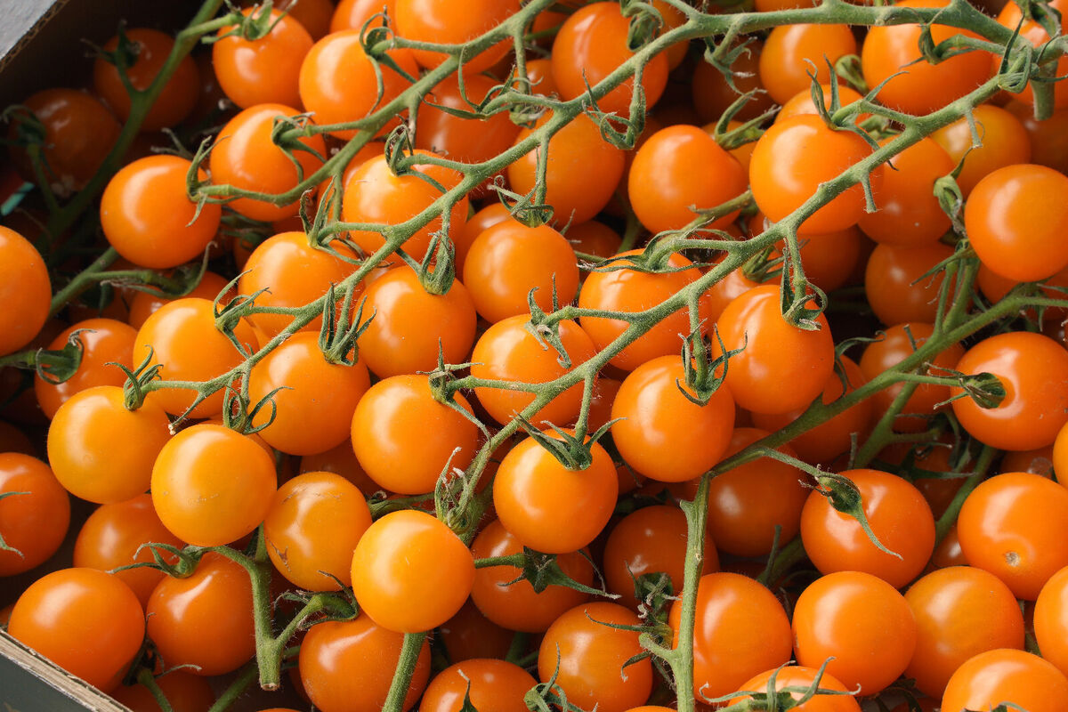 Orange Grape Tomato Seeds For Planting