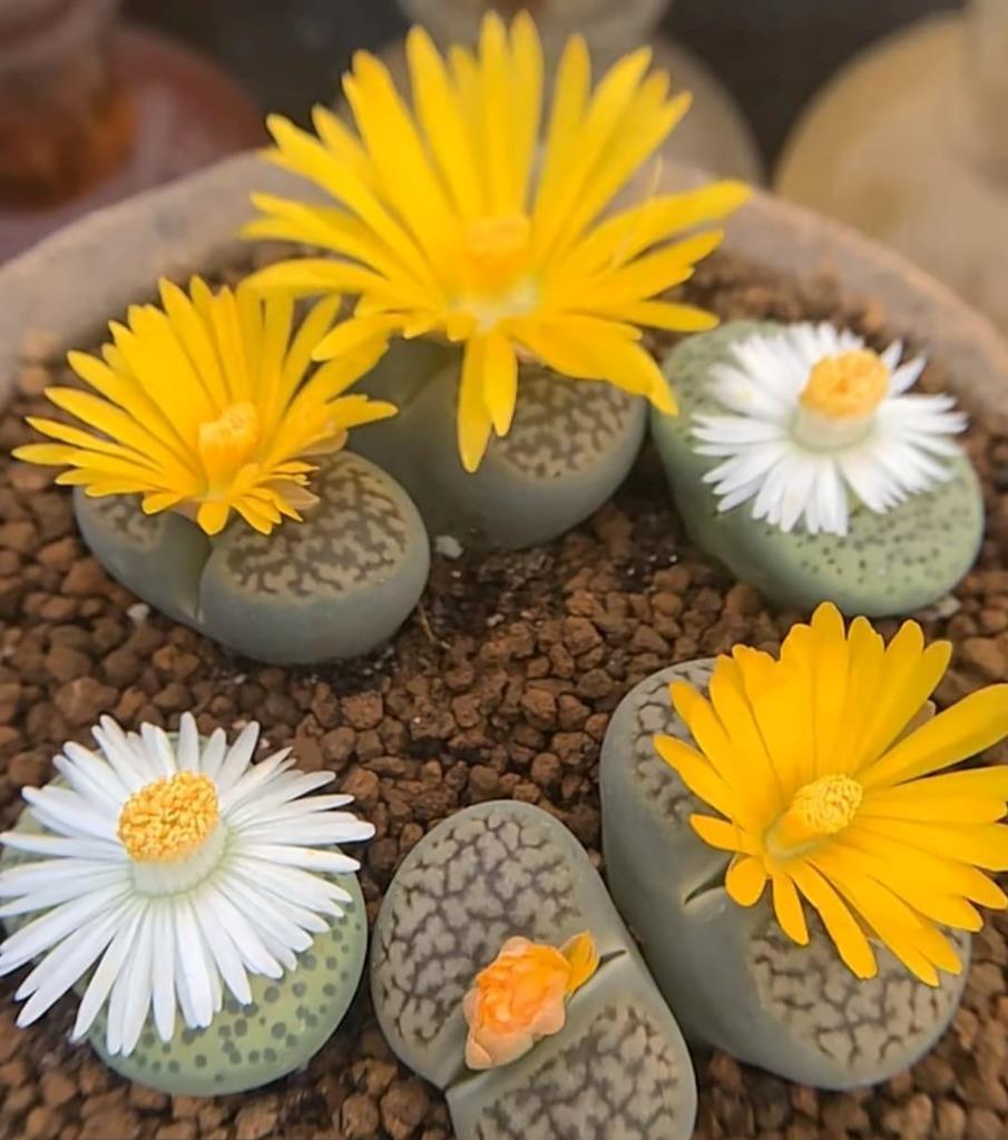 Living Stone Succulent Flower seeds for Planting - Vibrant Colors, Heirloom & GMO Free Seeds for Home Garden