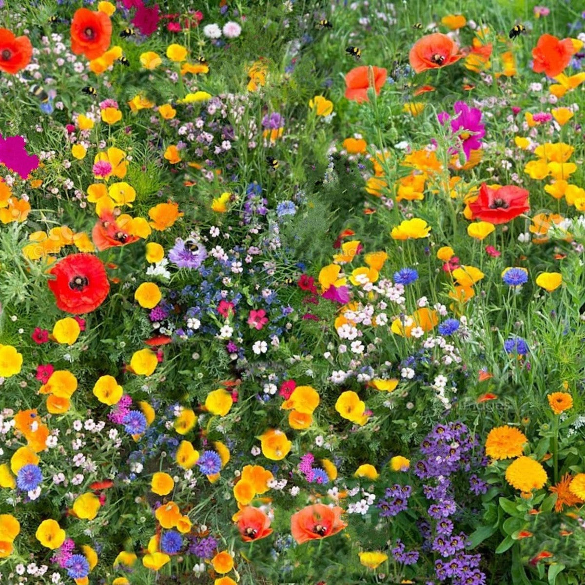 Mixed Cascade Flower seeds for Planting - Vibrant Colors, Heirloom & GMO Free Seeds for Home Garden