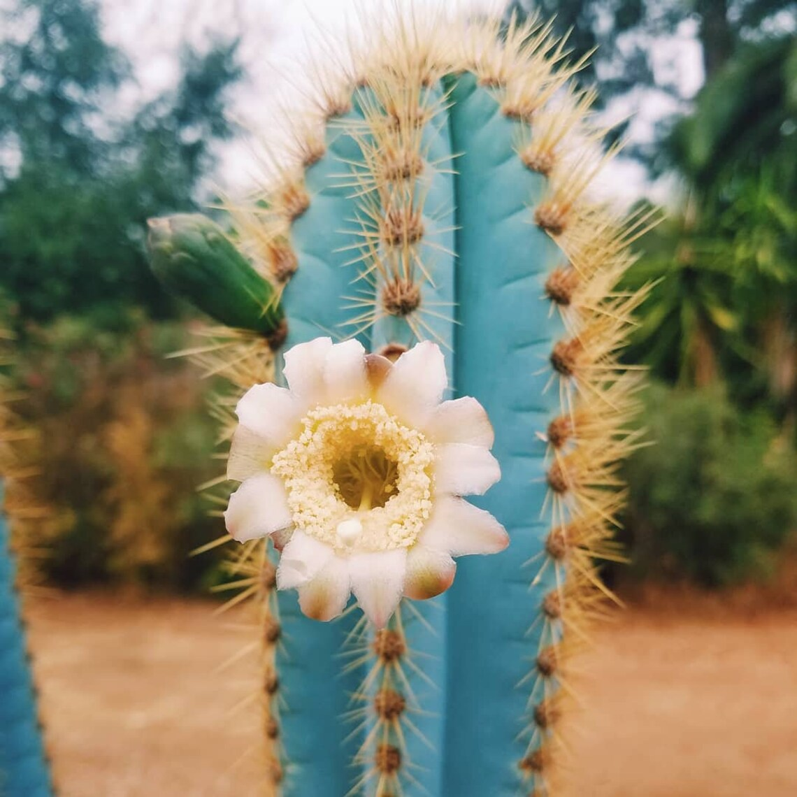 Blue Pilosocereus Flower seeds for Planting - Garden Favorite, Heirloom & GMO Free Seeds for Home Garden