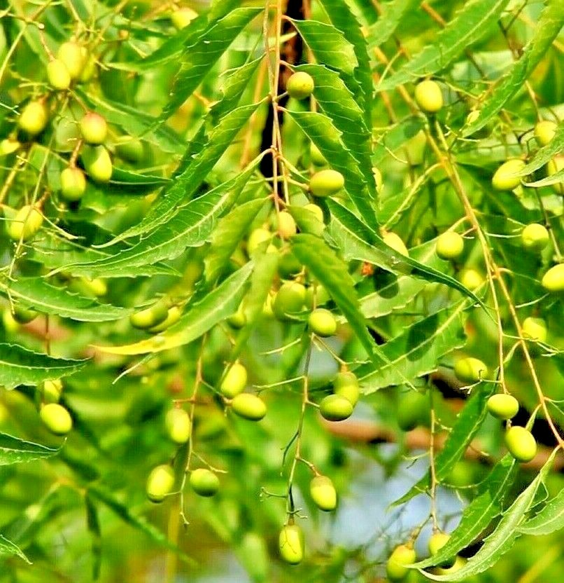 Azadirachta Indica Tree Seeds for Planting