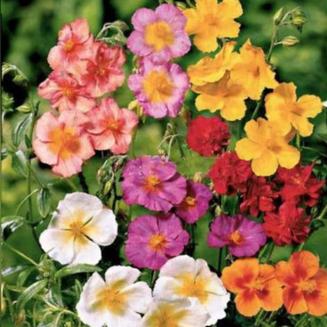 Mixed Helianthemum Rock Rose Flower seeds for Planting - Bright Blooms, Heirloom & GMO Free Seeds for Home Garden