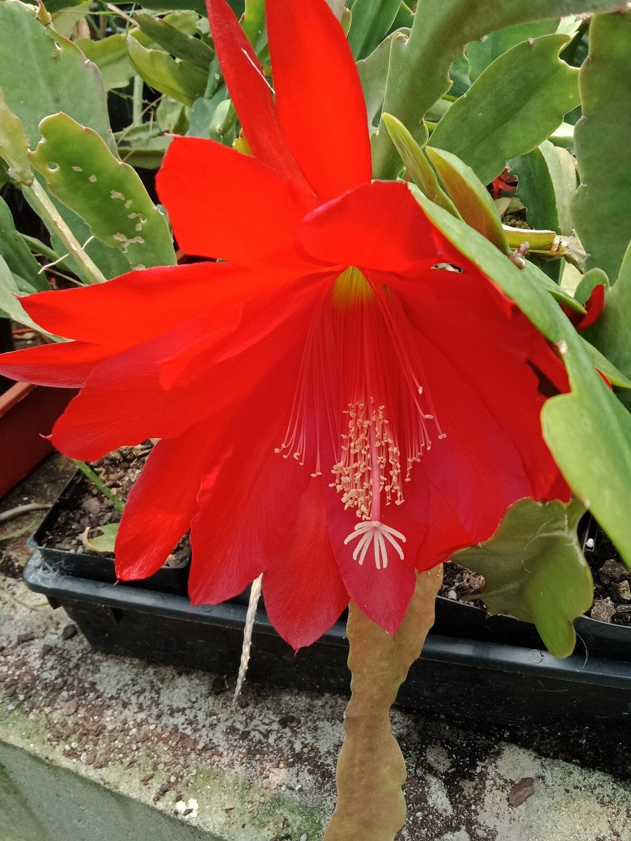 Epiphyllum Flower seeds for Planting - Cut Flower Favorite, Heirloom & GMO Free Seeds for Home Garden
