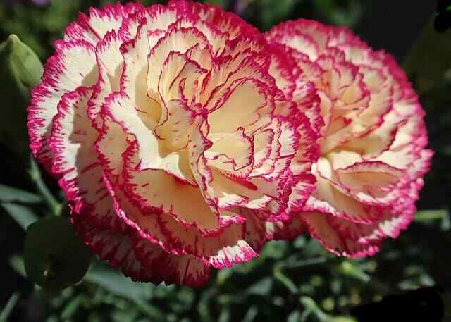 Yellow Purple Carnation Flower Seeds for Planting  Ideal for Garden Beautification and Vibrant Floral Displays