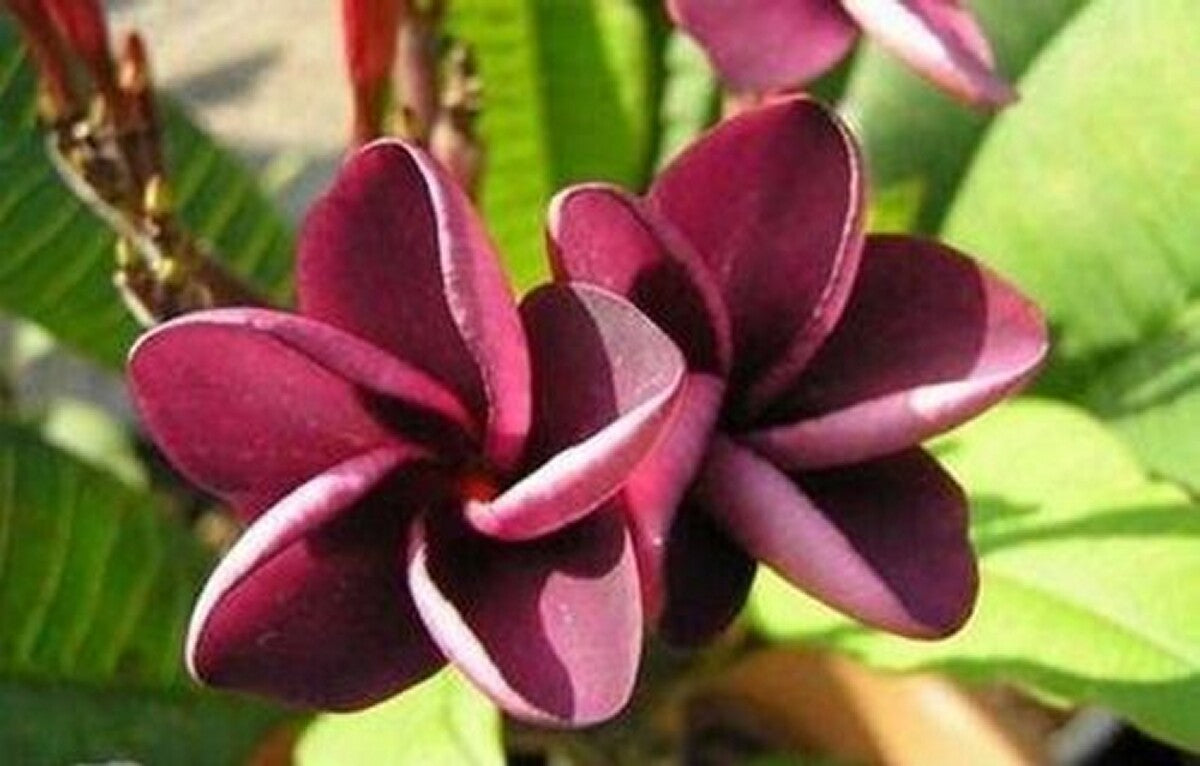 Black Frangipani Flower seeds for Planting - Drought Tolerant, Heirloom & GMO Free Seeds for Home Garden