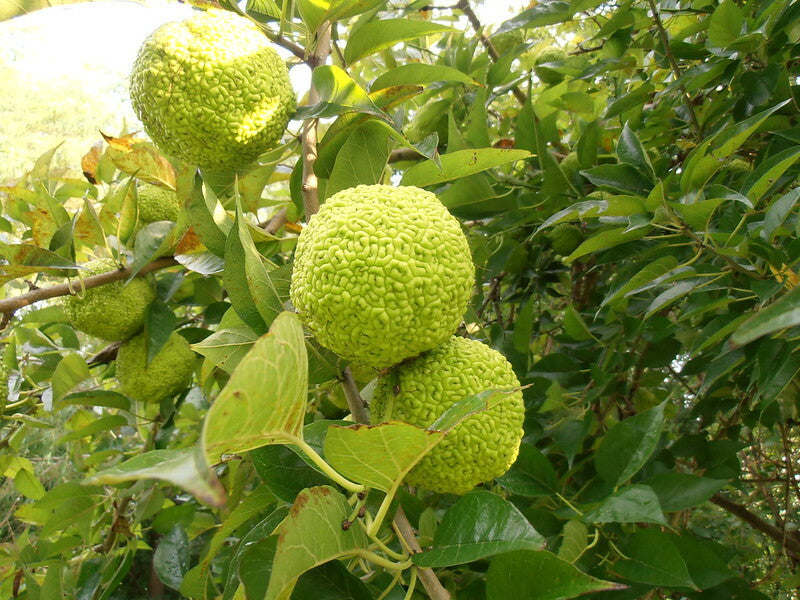 Osage Fruit Seeds for Planting Hardy & Drought Fruit Tree Seeds for Home Gardens, Containers & Outdoor Growing