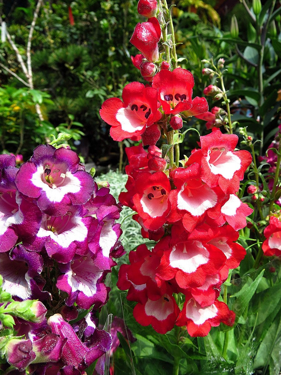 Penstemon Flower seeds for Planting - Drought Tolerant, Heirloom & GMO Free Seeds for Home Garden