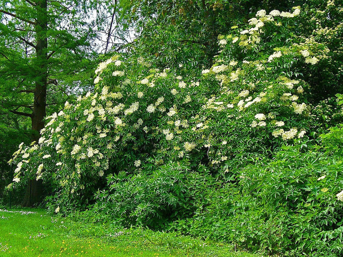 Elderflower Sambucus nigra Tree Seeds for Planting in Landscape & Garden