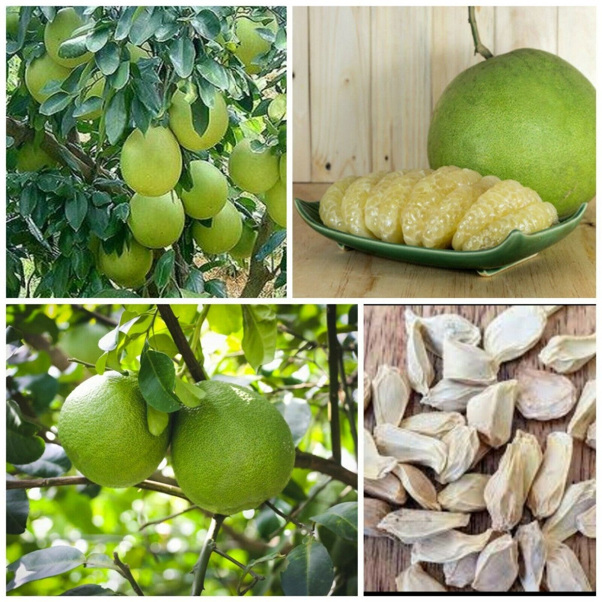 Green Grapefruit Seeds for Easy Planting | Grow Your Own Grapefruit