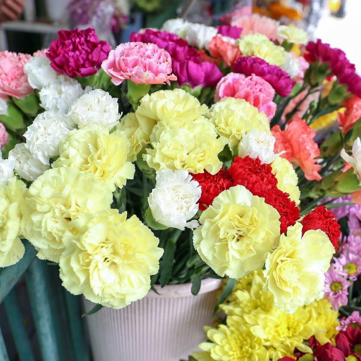 Mixed Dianthus Caryophyllus Flower Seeds for Planting Long Bloom Season Heirloom & GMO Free Seeds for Home Garden
 
 Sale