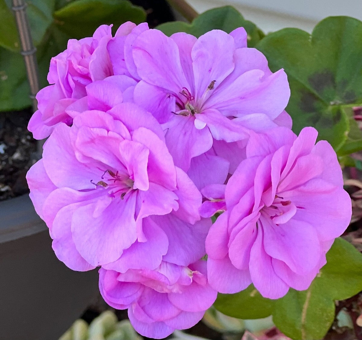 Light Purple Climbing Geranium Flower Seeds for Planting Hardy Variety Heirloom & GMO Free Seeds for Home Garden
 
 Sale