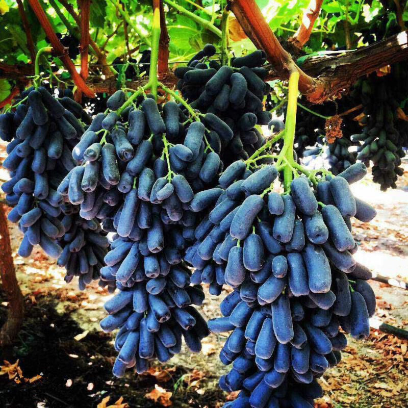 Finger Grape Vitis vinifera Seeds for Planting in Bonsai Pot and Fruit Garden