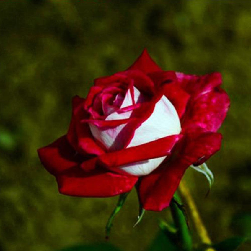 Red Ruby Rose Flower Seeds for Planting Colorful Display Heirloom & GMO Free Seeds for Home Garden
 
 Sale