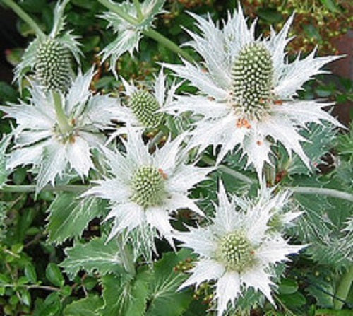 White Eryginum Flower Seeds Planting