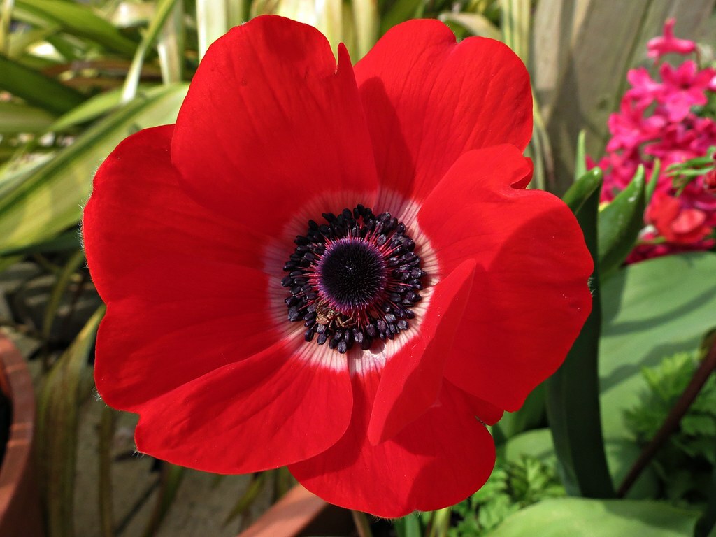 Red Anemone Flower seeds for Planting - Bright Blooms, Heirloom & GMO Free Seeds for Home Garden