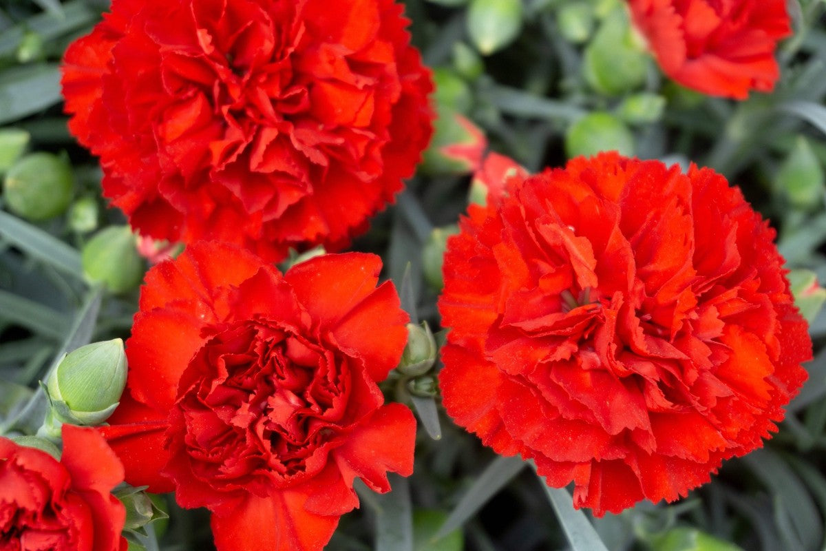 Red Carnations Flower Seeds for Planting Hardy Variety Heirloom & GMO Free Seeds for Home Garden
 
 Sale