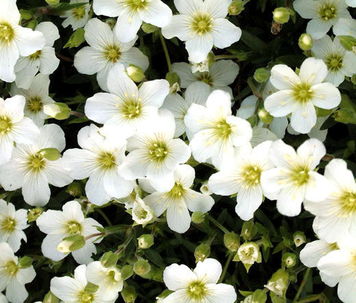 Avalanche Flower seeds for Planting - Seasonal Bloomer, Heirloom & GMO Free Seeds for Home Garden