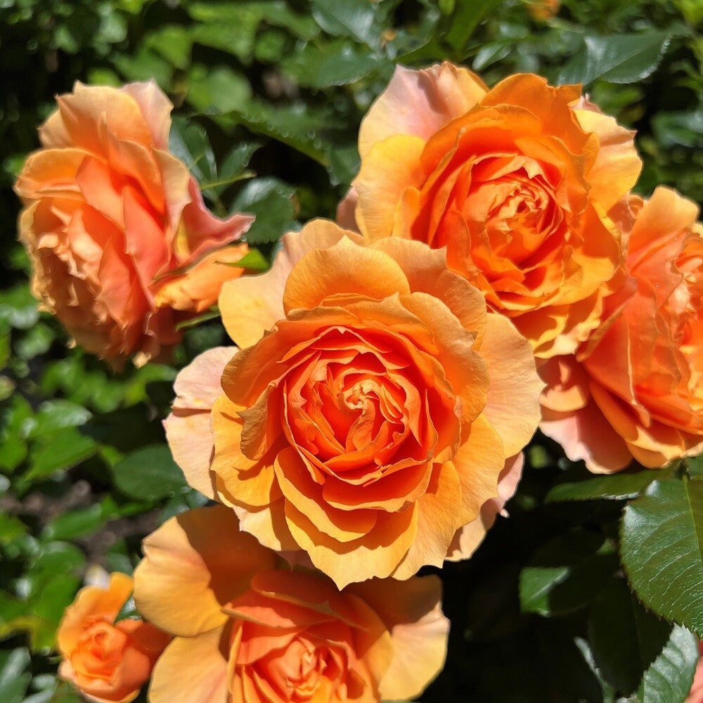Clay Orange Rose Flower Seeds for Planting Perfect for Borders Heirloom & GMO Free Seeds for Home Garden
 
 Sale