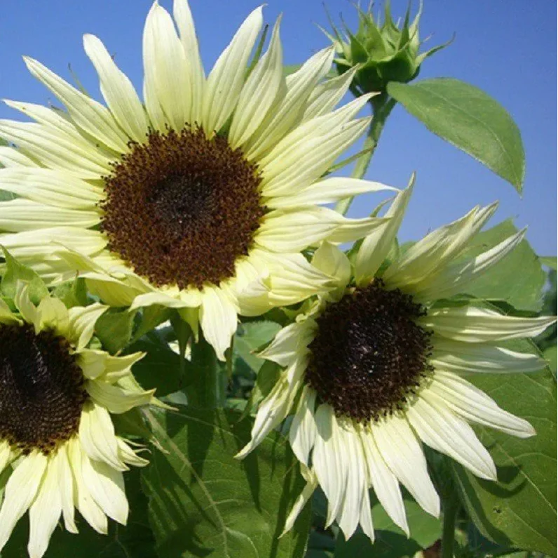 Cream Sunflower Flower seeds for Planting - Fragrant Blossoms, Heirloom & GMO Free Seeds for Home Garden