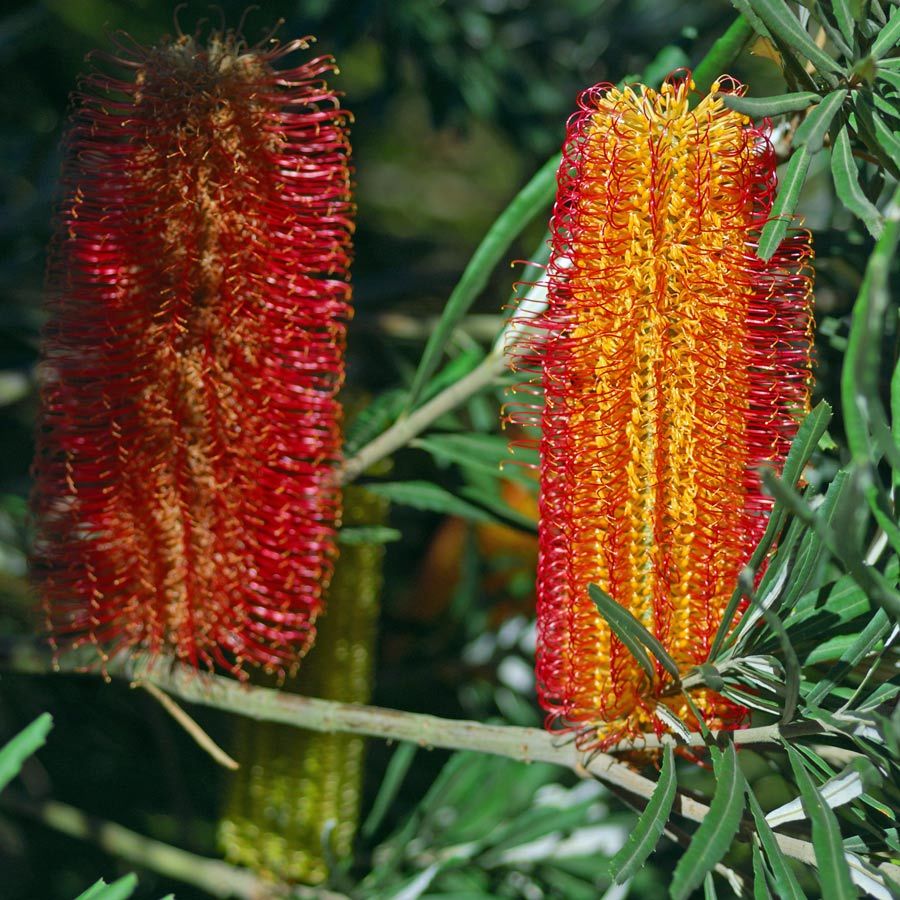 Yellow Banksia Flower seeds for Planting - Perfect for Borders, Heirloom & GMO Free Seeds for Home Garden