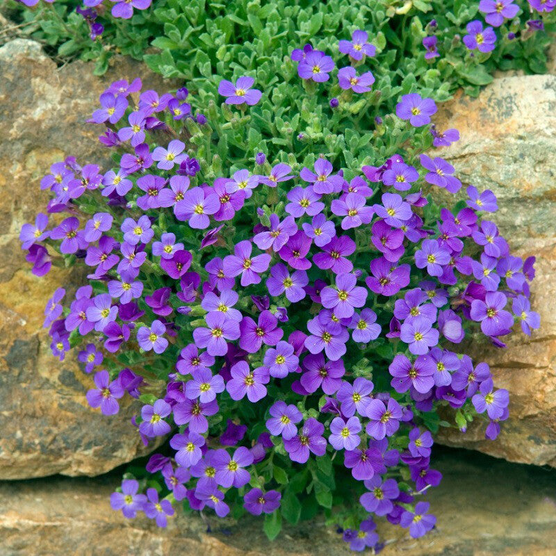 Cascade Flower seeds for Planting - Colorful Display, Heirloom & GMO Free Seeds for Home Garden