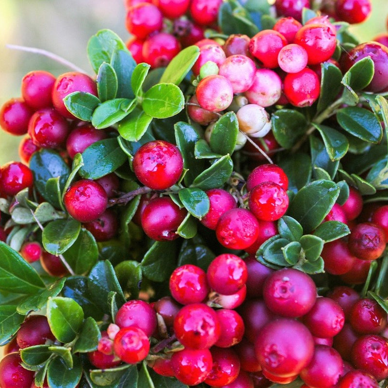 Vaccinium Vitas-Idaea (Mountain Cranberry) Seeds for Healthy Berries