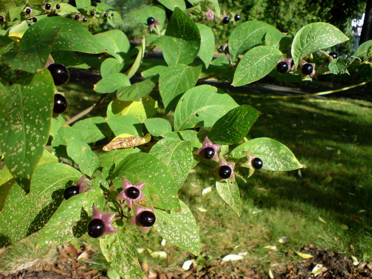 Black Belladonna Seeds for Planting  Unique and Mysterious Garden Addition