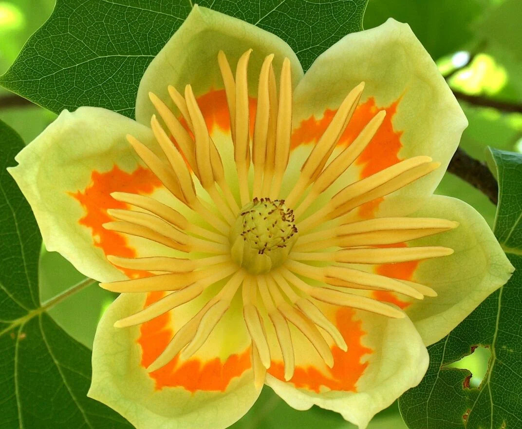 Liriodendron Flower seeds for Planting - Drought Tolerant, Heirloom & GMO Free Seeds for Home Garden