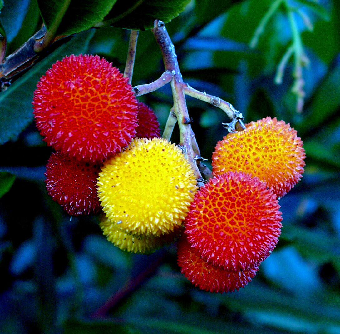 Arbutus Seeds For Planting Unique Fruits Fruit