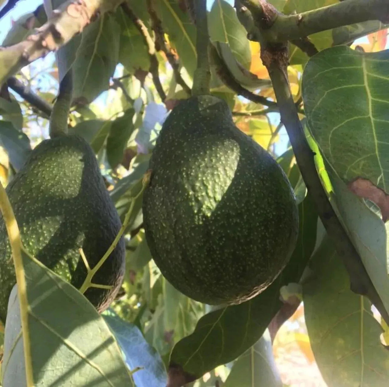 Avocado Seeds: Perfect for Planting