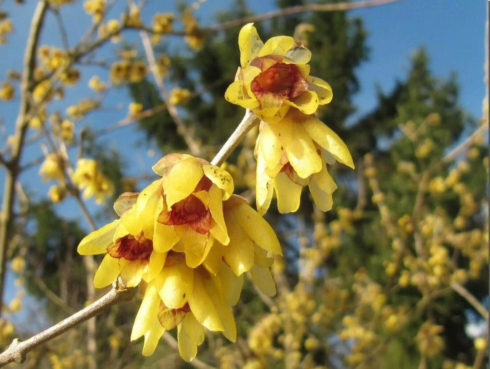 Wintersweet Fragrant Flower seeds for Planting Pollinator Friendly Heirloom & GMO Free Seeds for Home Garden