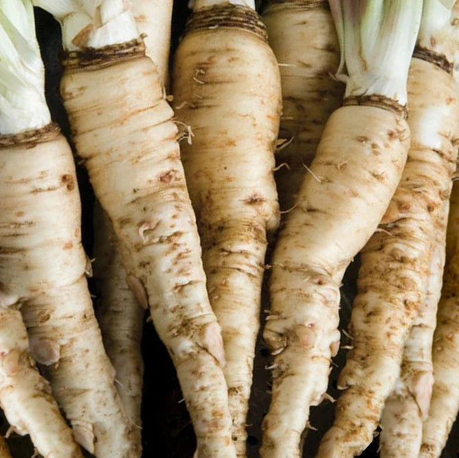 Salsify Vegetable Planting Seeds for Your Garden