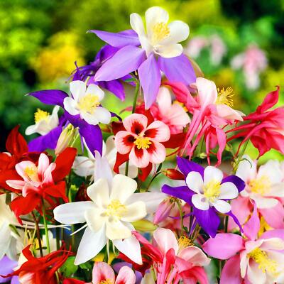 Purple White Aquilegia Flower seeds for Planting - Easy to Grow, Heirloom & GMO Free Seeds for Home Garden